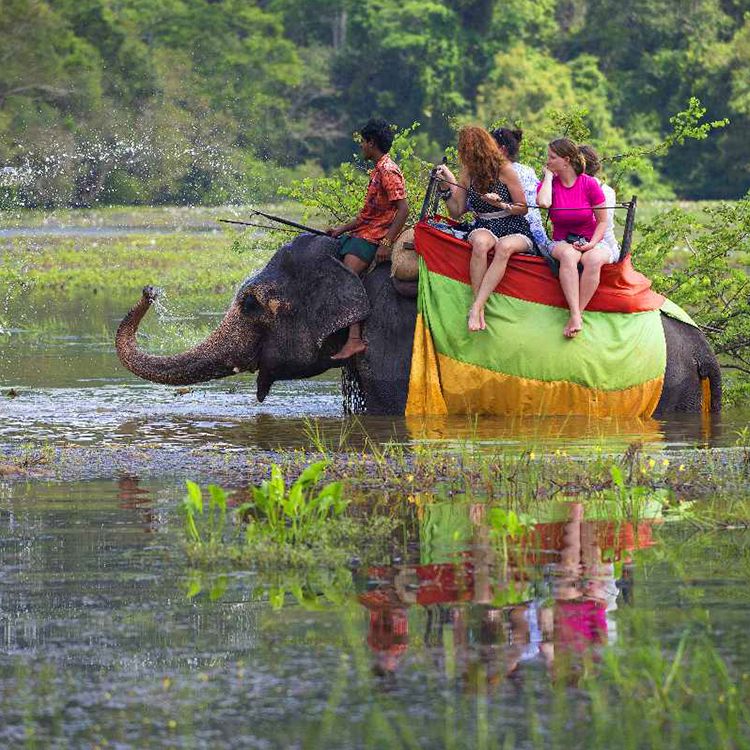 2. sigiriya elephant safari