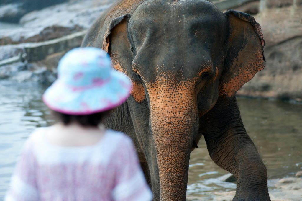 A tourist and an elephant interact by the river in Rambukkana, Sri Lanka.